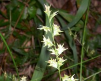 chasmanthium laxum seed.jpg